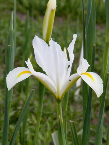 Iris holl. white van vliet.jpg
